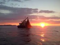Troolari myynnissä