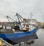 Elävän kalan kantaja Myytävänä